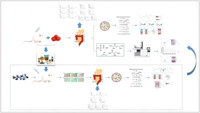 Supplementation of Crataegi fructus alleviates functional dyspepsia and restores gut microbiota in mice